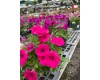 Petunias - various sizes